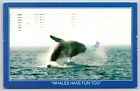 Postcard Whales Have Fun Too Humpback Whale Megaptera novaeangliae
