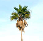 Washingtonia robusta 15-30cm -  - palma messicana - Mexican Fan Palm **