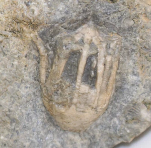 Crinoide, Eucalyptocrinus costatus, Silur, Wenlock, Gotland, Schweden -b984 - Bild 1 von 4