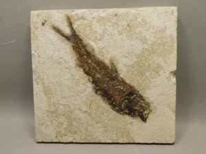 Fossil Fish 6.3 inch Eocene Period Knightia Eocaena Fossil Lake Green River Wyom - Picture 1 of 7