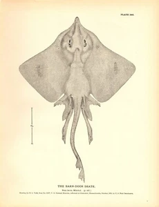 Grabado con estampado de peces antiguos raro de 1884 ~ El patín - Imagen 1 de 1