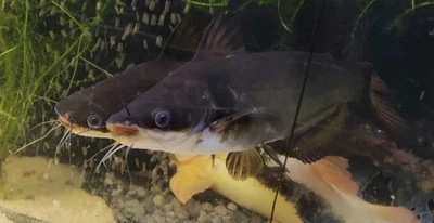 7inch + Sun catfish Live Fish 2 Available  - Image 1 of 4