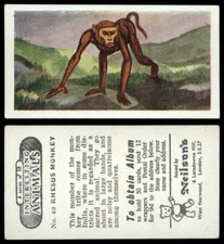 Rhesus Monkey #49 Interesting Animals 1954 Neilson's Card