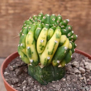 D4402 CEREUS PACHA. CRESTADO INJERTO ABIGARRADO maceta 10-H8-W6 cm MaMa Cactus - Imagen 1 de 4