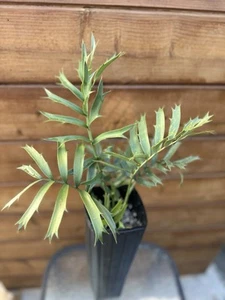 Encephalartos horridus x woodii X arenarius x woodii – Rare Hybrid Cycad - Picture 1 of 7