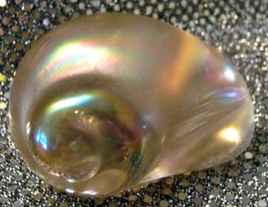 Beautiful Handcrafted Silvestri Pink Iridescent Sea Shell Seashell Paperweight - Picture 1 of 11