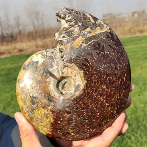 1.33kg Natural Ammonite Fossil Reiki Crystal Specimen Mineral Crystal Decor Gift - Picture 1 of 12