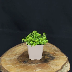 Zitronenthymian Thymus Andreson duftende winterharte Bodendecker im 9 cm Topf - Bild 1 von 5