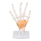 Hand Skeleton Model Life Size PVC On Base W/ Joints Tool For Learning Teaching✪