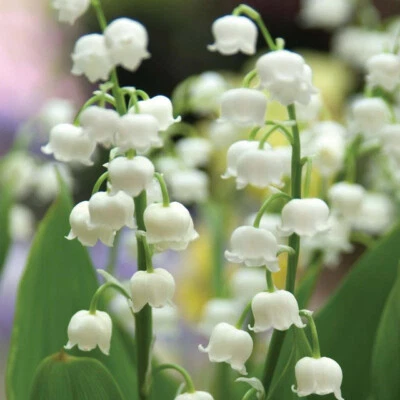 LILY OF THE VALLEY~CONVALLARIA MAJALIS~LIVE PLANTS~ROOTED PIPS~FRAGRANT FLOWERS! - Image 1 of 4