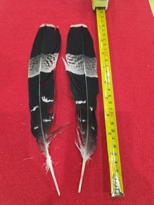 Z50 Pr Pen Raised African Harrier Hawk (Polyboroides Typus) Wing Feather - Picture 1 of 2