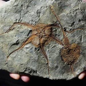 Estrella de mar cistoide Ophiura sp. muy grande de 1,7 kg Fósil Marruecos Ordovícico - Imagen 1 de 12