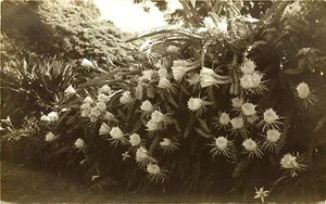 FLOWERS ON "MOST BEAUTIFUL ESTATE" AMATEUR RPPC, KAUAI, HAWAII, VINTAGE POSTCARD - Picture 1 of 2