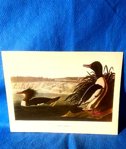 Audubon Bird American Merganser Color Print 9x12 Loc B - Picture 1 of 4