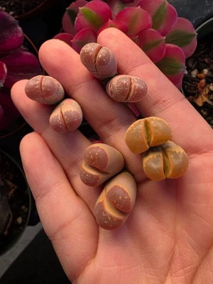 Imported orange double head lithop  succulent 1 pc - Image 1 of 3