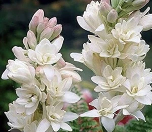 Tuberose Rajnigandha Plant Bulbs: $30 For 5 Bulbs : Free Postage - Bild 1 von 5