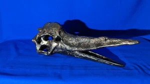 18 Inch Pteranodon Skull Dinosaur Fossil Bone Replica 3d Printed Hand Painted - Picture 1 of 14