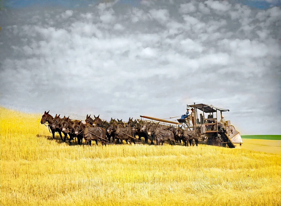 1941 Veinty-mule-equipo-dibujado combinado 14 x 11" impresión fotográfica Foto 1 de 1