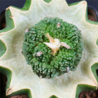 With Roots Ariocarpus Godzilla Rare Cactus Cacti 8197