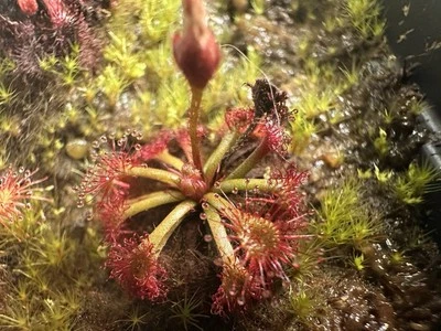 Semillas de Drosera felix {Tuku Muruku, Gran Sabana, Venezuela} | 15+ semillas por pedido Foto 1 de 3