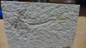 GEOLOGICAL ENTERPRISES Jurassic Fossil Fish, Leptolepis sprattiformis, Germany - Picture 1 of 4