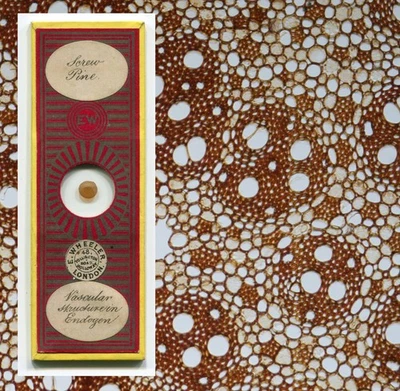 Diapositiva de microscopio Edmund Wheeler años 1870, sección de pino de tornillo Foto 1 de 4