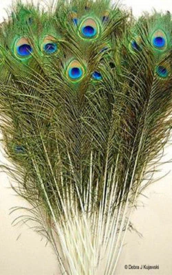 50 Natural Peacock feathers w Iridescent Blue Green Eyes 20-21" L  Hand selected - Image 1 of 2