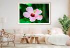 White Pink Hibiscus Photograph Print Premium Poster High Quality Choose Sizes