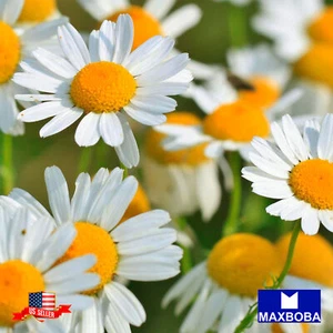 5000 Chamomile Seeds - German Matricaria Non-GMO Heirloom BOGO 50% OFF - Picture 1 of 3
