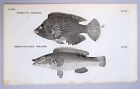 Wrasse Fish Print - 1776 Antique Copper Plate Engraving - B & W - Pennant