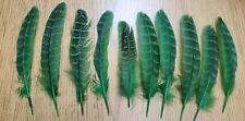 Lot of 10 Dyed Domestic Ringneck Pheasant 5" Wing Quill Feather