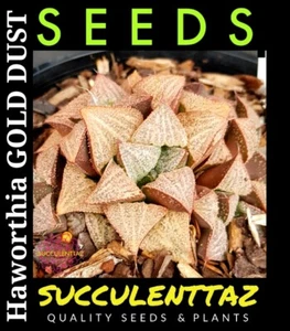 Haworthia GOLD DUST 6 x Seeds HYBRID SUCCULENT TRACKABLE POST ( picta ? ) - Picture 1 of 4