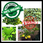 100 leaves 100% natural dried And Fresh lemon leaves hand picked free shipping