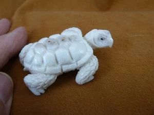 TURT-w60 little white Tortoise Turtle shed ANTLER figurine Bali detailed baby - Picture 1 of 3
