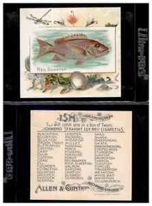1888 N39 ALLEN &GINTER FISH FROM AMERICAN WATERS "RED SNAPPER"         594