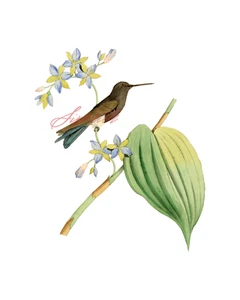 Colibrí marrón impresión de alta resolución 8 x 10 - Imagen 1 de 1