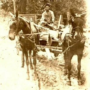 c.1910 Lote de 6 vagones tirados por caballos y toros carruajes postales RPPC diligencia - Imagen 1 de 9