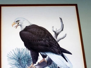 VINTAGE ORIGINAL Roger Peterson Bald Eagle Bird Tree Limb Signed COA Litho Print - Bild 1 von 12