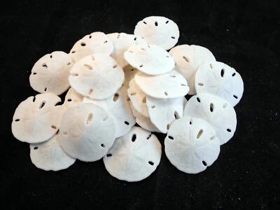 24 Small White Florida Sand Dollars (Tiny Size: 1"- 1 1/2") Coastal Art Crafts - Image 1 of 4