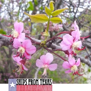 UNGNADIA SPECIOSA, MEXICAN BUCKEYE, FABULOUS NATIVE TREE/SCREENING SHRUB, 50 SDS - Picture 1 of 8