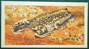 NATTERJACK TOAD Vintage 1958 Illustrated Wildlife Card EE26M - Picture 1 of 1
