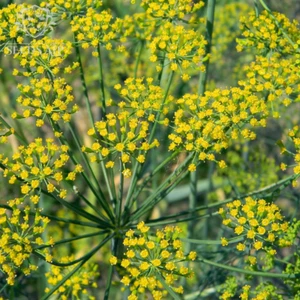 2000 Samen DILL - Anethum graveolens - Saatgut Kräutersamen Gartendill Gewürz - Imagen 1 de 3