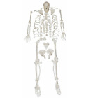 Squelette désarticulé avec crâne modèle humain anatomique