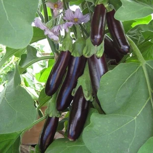 20 lange lila Auberginensamen Auberginengarten - Bild 1 von 1