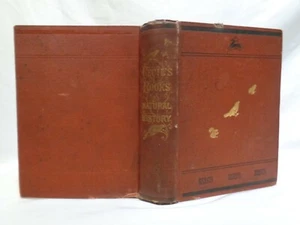 1880 Cecil's Books Natural History Beast Birds Insects Illustrated w Vogel News - Imagen 1 de 12