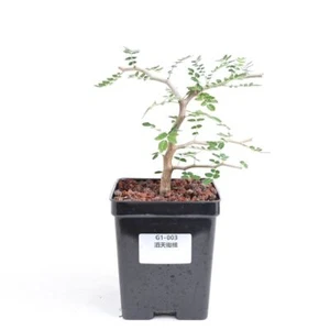 Maceta 12 cm Rara Planta Suculenta Viva Commiphora monstruosa Decoración Boutique Aleatoria - Imagen 1 de 8