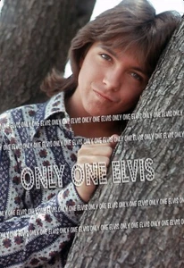 Superstar 1971 David Cassidy ""Familia Partridge"" (FOTO) posando en Los Ángeles 05 - Imagen 1 de 1