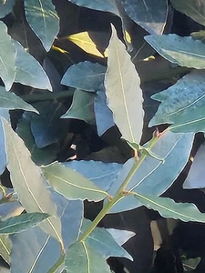 1 yard of fresh culinary bay leaves - on branch - grown in California ORGANIC - Picture 1 of 5