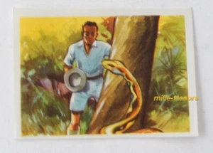 Image CHROMO Chocolat MARTOUGIN N°R14 Serpent pour Album Chasseurs de Fauves - Imagen 1 de 2