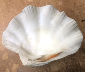 VINTAGE NATURAL CLAM SHELL BOWL MOUNTED ON PLASTER BASE - Picture 1 of 5